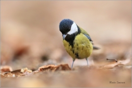 <p>SÝKORA KOŇADRA (Parus major) ------- /Great tit - Kohlmeise/</p>